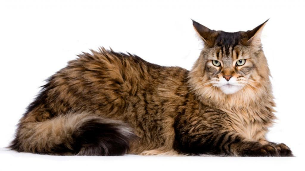 American Maine Coon