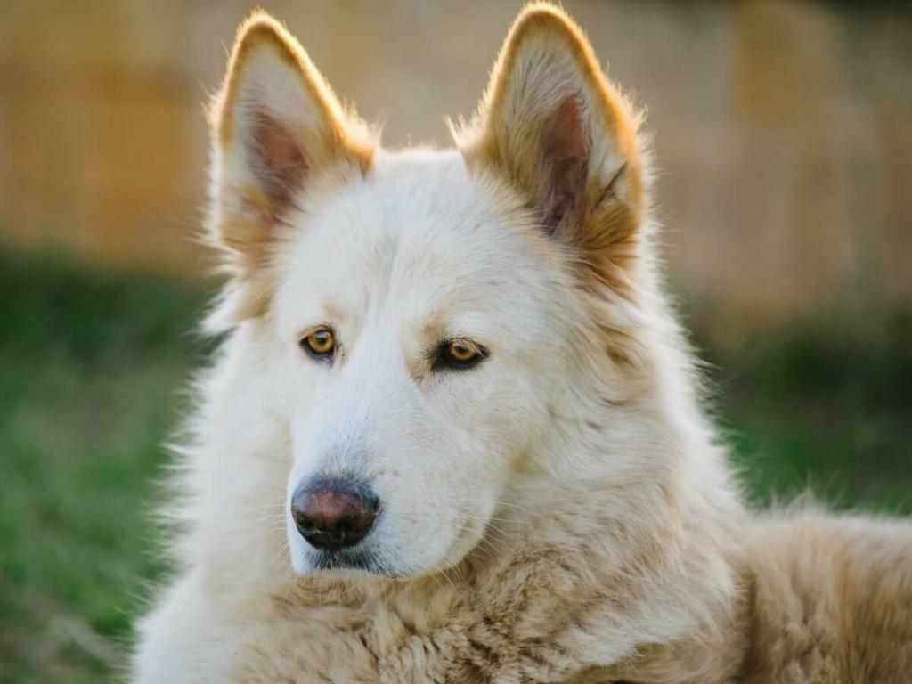Northern Inuit