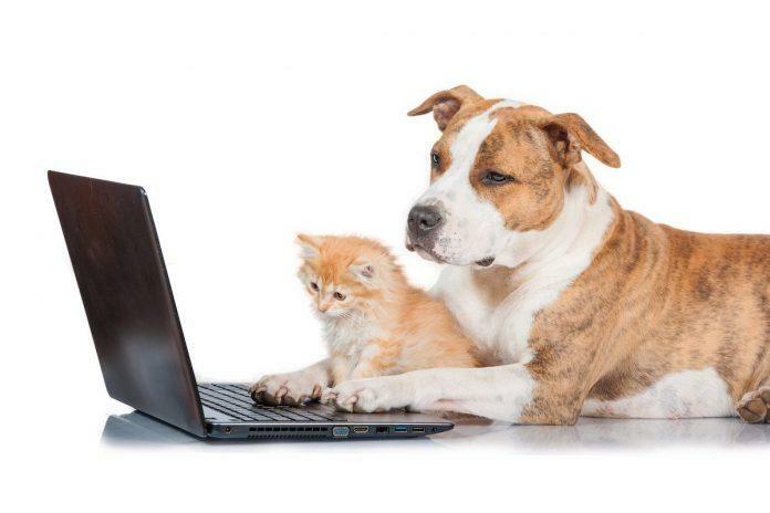 Online animal market: This is how you recognize fraudsters and dubious offers